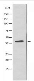 CHST8 Antibody