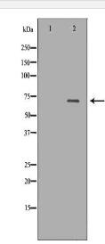 ALB Antibody