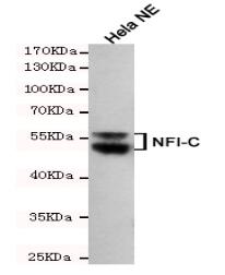 NFIC Mouse mAb