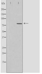 CLCN4 Antibody
