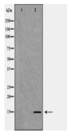 Histone H3K4me2 Antibody