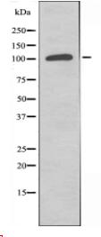 CACNA2D4 Antibody