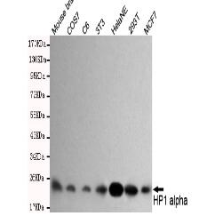 HP1-α Mouse mAb