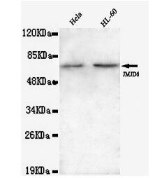JMJD6(N-term) Mouse mAb