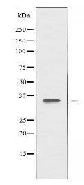 ALX3 Antibody