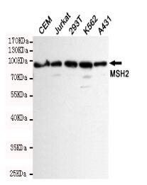 MSH2 Mouse mAb