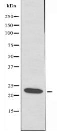 BCAS4 Antibody
