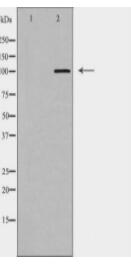 CASK Antibody