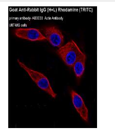 Goat Anti-Rabbit IgG (H+L) Rhodamine (TRITC)