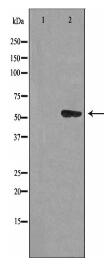 CEP55 Antibody
