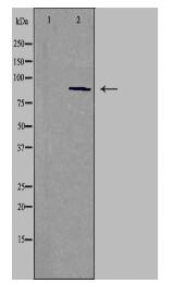CDH15 Antibody