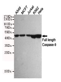 Caspase-9 Mouse mAb