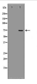 DDX3X Antibody