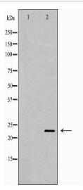 CNTF Antibody
