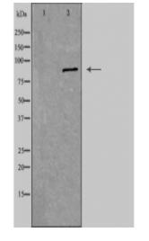 BRSK1 Antibody