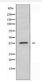 ADORA3 Antibody