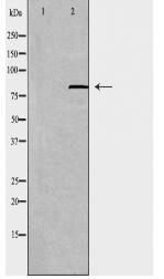 ABCB7 Antibody