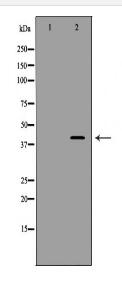 CDK7 Antibody