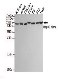 Hsp90 α Mouse mAb