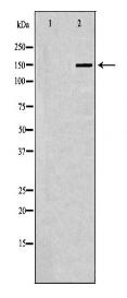 CASP7 Antibody