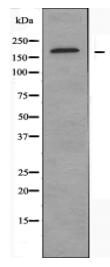 BAF250B Antibody