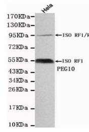 PEG10 Mouse mAb