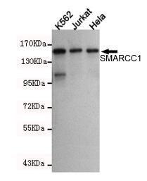 SMARCC1 Mouse mAb