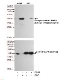 Phospho-p44/42 MAPK (Erk1/2) (Thr202/Tyr204) Mouse mAb