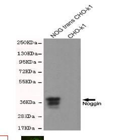 Noggin Mouse mAb