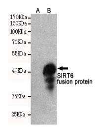 SIRT6 Mouse mAb