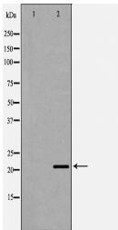 CDC42 Antibody