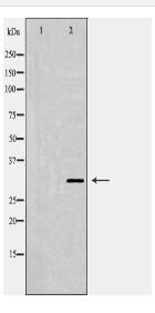CD40 Antibody