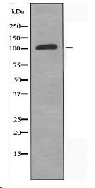 CNTN6 Antibody