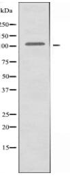 C6 Antibody