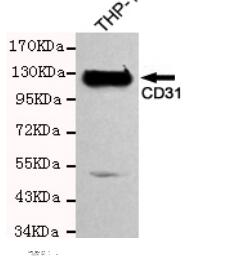 CD31 Mouse mAb