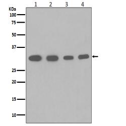 PCNA Antibody