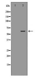 ALDH4A1 Antibody