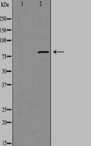 CHML Antibody