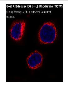 Goat Anti-Mouse IgG (H+L) Rhodamine (TRITC)