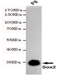 Sox2 Mouse mAb