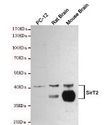 SirT2 Mouse mAb