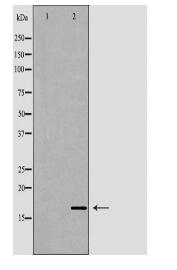 AIF1 Antibody