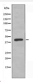 14-3-3 η Antibody
