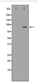 ADAMTS4 Antibody