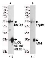 Rabbit IgG Mouse mAb