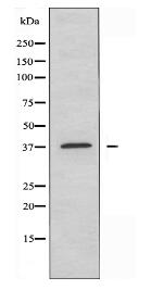 APOF Antibody