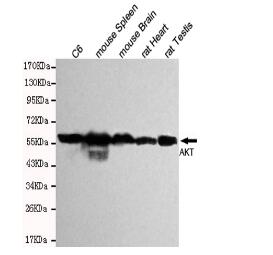 Akt(pan) Mouse mAb