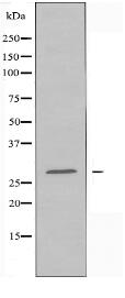 CLDN8 Antibody
