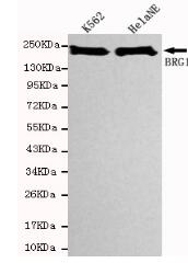 BRG1 Mouse mAb
