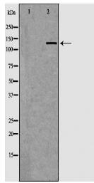 CDH1 Antibody